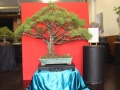 BonsaiShow2016 002