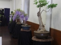 BonsaiShow2016 004