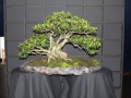 BonsaiShow2016 011