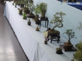 BonsaiShow2016 022