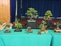 BonsaiShow2016 040
