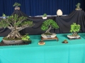 BonsaiShow2016 042