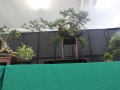 BonsaiShow2016 045