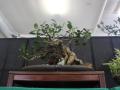 BonsaiShow2016 046