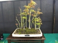 BonsaiShow2016 048