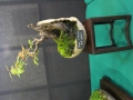 BonsaiShow2016 052
