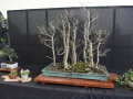 BonsaiShow2016 055