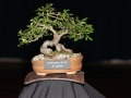 BonsaiShow2016 071