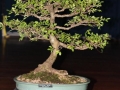 BonsaiShow2016 075