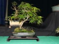 BonsaiShow2016 076