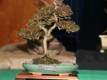 BonsaiShow2016 077
