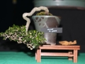 BonsaiShow2016 078
