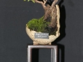 BonsaiShow2016 094