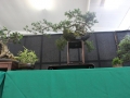 BonsaiShow2016 045