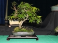 BonsaiShow2016 076