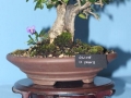 BonsaiShow2016 086