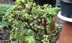 IMG_1956