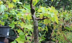 IMG_1948