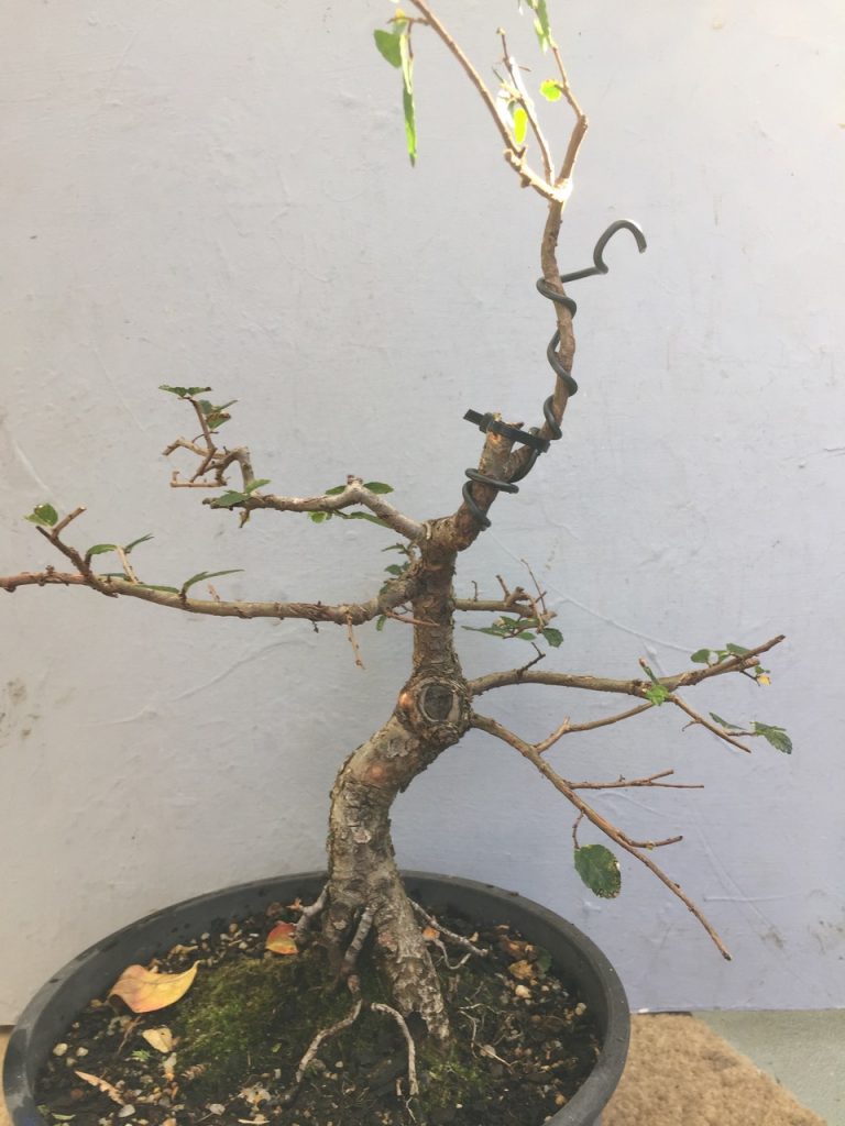 Taper Bonsai Society of Australia Inc.