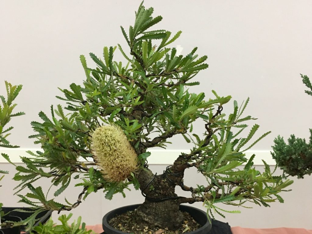 Clintons Banksia Bonsai Society Of Australia Inc