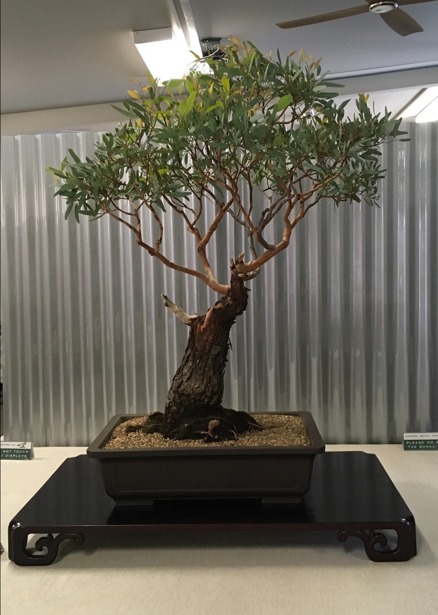 Australian Plants As Bonsai Exhibition 2020 Bonsai Society Of Australia Inc