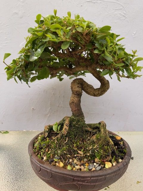 privet, all of 16 cm high