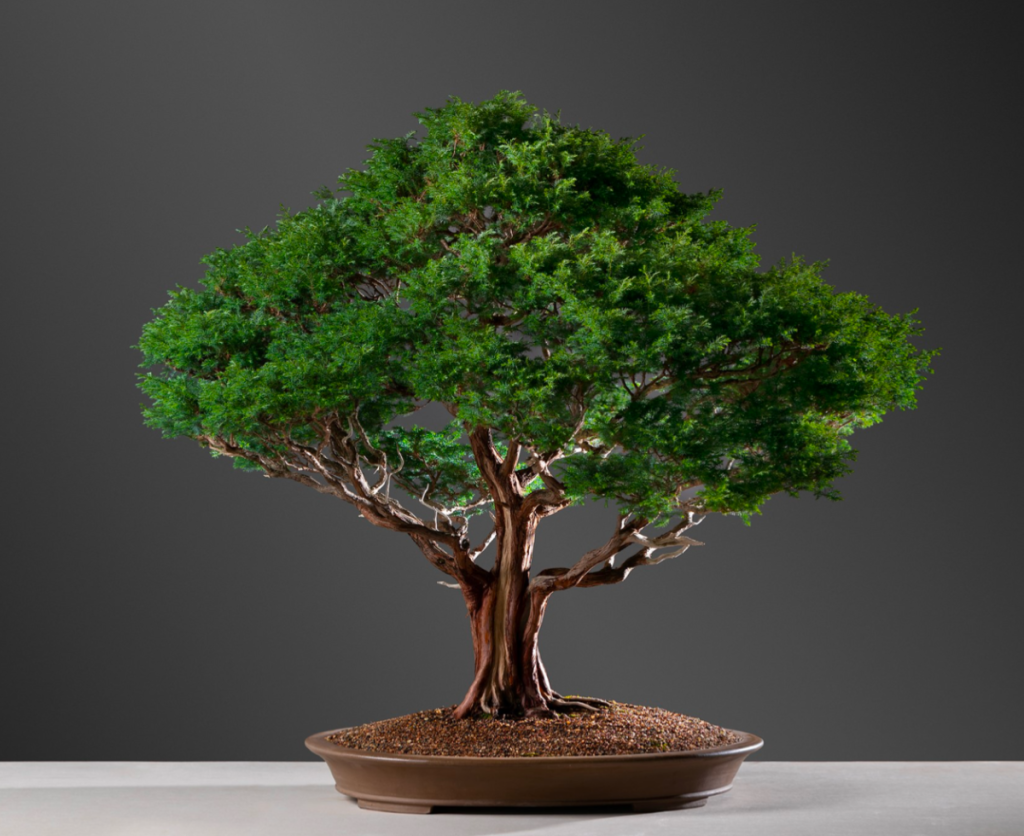 Tree dimensions – 1200 high (including pot) x 1300 wide.