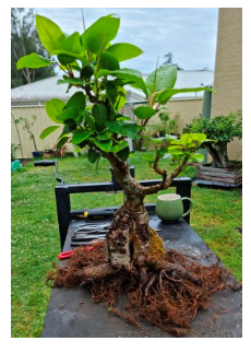 Ficus macrophylla (the Moreton Bay fig)