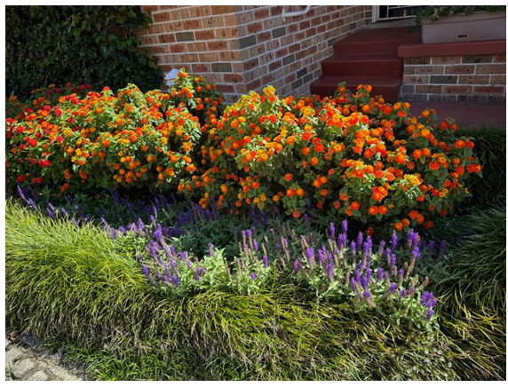 This is my front yard most of the year- two pairs of hedges and they flower constantly.