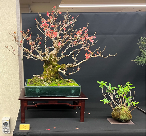 One of Jarryd Bailey’s (montanebonsai.com/) exhibits from the 2026 AABC, Hobart.