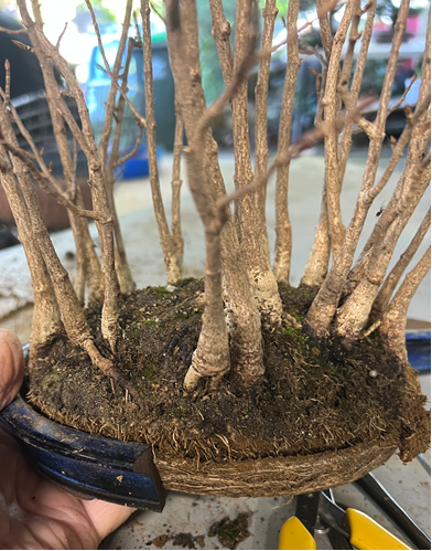 a photo of roots of bonsai tree