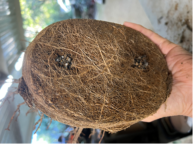 Results of using shohin sized akadama and pumice