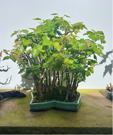 bonsai in a pot