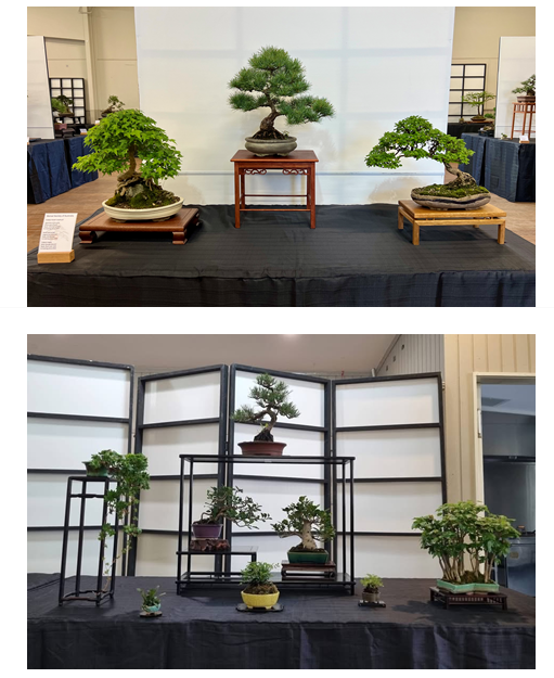 Bonsai trees on display