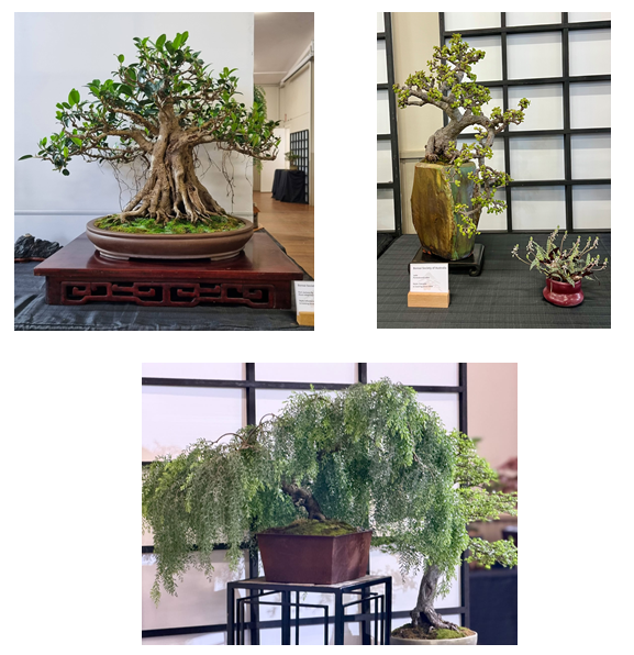 Bonsai tree collection