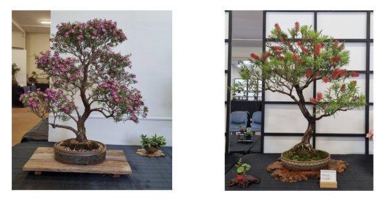 More bonsai trees on display