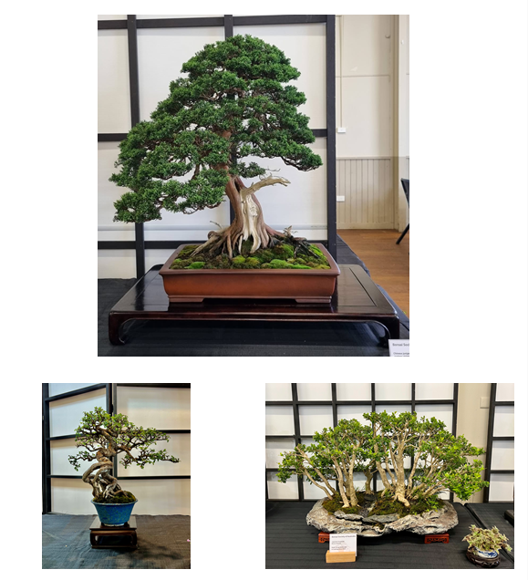 More bonsai tree exhibition