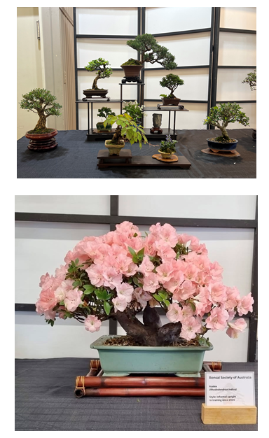 Ornamental bonsai trees