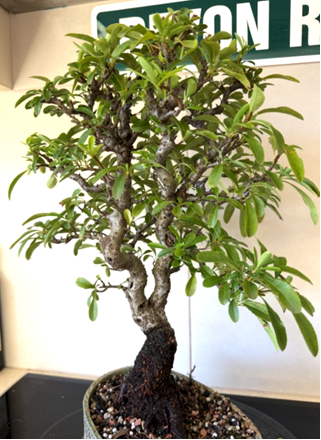 pyracantha