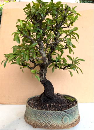 Bonsai are viewed from the front 