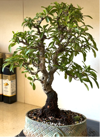 Bonsai trunk restructuring and balancing
