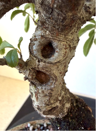 Branch removal with successful regrowth